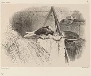Nesting Gallery: Pigeon. Creator: Karl Bodmer