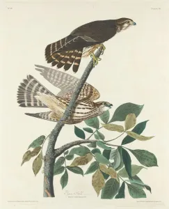 Robert Havell Prints: Pigeon Hawk, 1830. Creator: Robert Havell