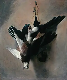 Wild Animal Prints: A Pigeon and Magpie, 1685. Creator: William Gowe Ferguson