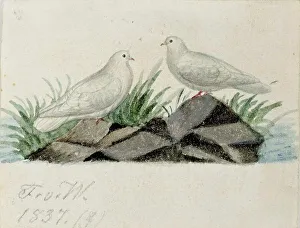 Pigeons Prints: Pigeons, 1837. Creator: Ferdinand von Wright