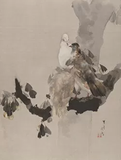 Album Leaf Gallery: Pigeons in a Tree, ca. 1887. Creator: Watanabe Seitei