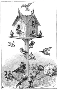 Pigeons used by Charles Darwin at Down House, near Beckenham, Kent, England, 1887