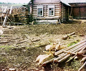 Piglet Prints: Piglets, 1912. Creator: Sergey Mikhaylovich Prokudin-Gorsky