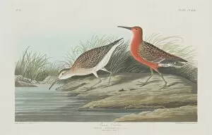 Wading Bird Gallery: Pigmy Curlew, 1835. Creator: Robert Havell