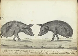 Wild Boar Prints: Pigs without hind legs, 1785. Creator: Jan Brandes