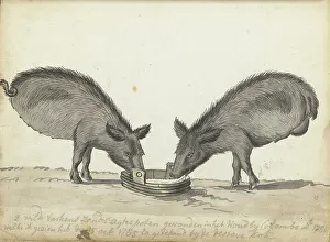 Wild Boar Prints: Pigs without hind legs at a trough, 1785. Creator: Jan Brandes
