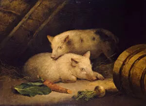 Images Dated 9th April 2021: Pigs, late 18th century. Creator: George Morland