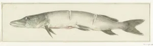 Jean Bernard Prints: Pike, with two notches on the back, 1775-1833. Creator: Jean Bernard