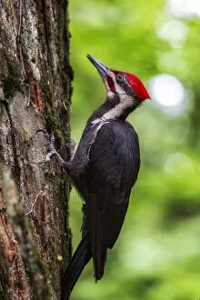 Perched Gallery: Piliated Woodpecker. Creator: Joshua Johnston