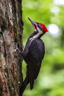 Tree Trunk Gallery: Piliated Woodpecker. Creator: Joshua Johnston