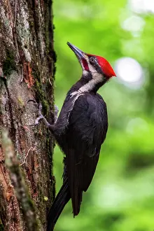 Pacific North West Prints: Piliated Woodpecker. Creator: Joshua Johnston