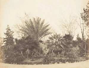 Cactus Gallery: Pincian Garden, Rome, 1853-56. Creator: Possibly by Jane Martha St. John