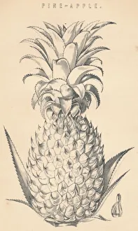 Pineapple Prints: Pine-Apple, c19th century