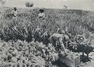 Produce Gallery: Pine-Apple Field, Queensland, 1923. Creator: Unknown