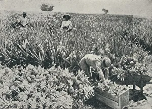Pineapple Prints: Pine-Apple Plantation, 1916