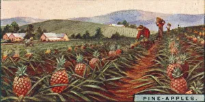 Hawaii Prints: Pine-apples. - Gathering the Fruit, Hawaii, 1928