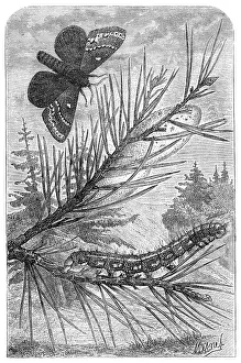 Pines Prints: The Pine Bombyx, from The Universe, 1870. Creator: Mesnel