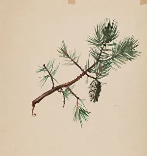 Sprig Prints: A pine branch, c1890s. Creator: Albert Edelfelt