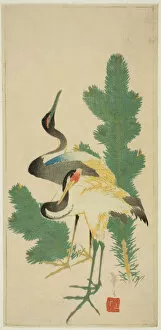 Cranes Gallery: Pine and cranes, Japan, c. 1830 / 44. Creator: Katsushika Taito