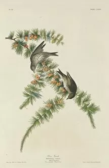 Pine Finch, 1833. Creator: Robert Havell