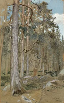 Bark Prints: Pine forest, 1900. Creator: Verner Thome