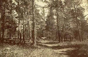 Darkness Collection: Pine Forest Near Karkaralinskaya Station, 1909. Creator: Nikolai Georgievich Katanaev