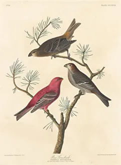 Pine Grosbeak, 1837. Creator: Robert Havell