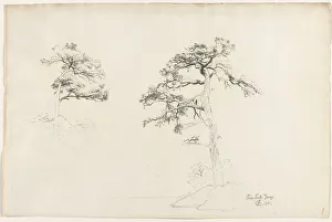 Pine, Lake George, 1871. Creator: David Johnson (American, 1827-1908)