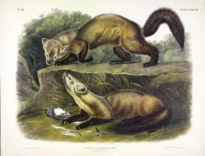 John James Audubon 1785 1851 Prints: Pine Marten, Mustela Martes, 1845