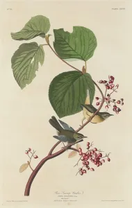Shrubbery Prints: Pine Swamp Warbler, 1832. Creator: Robert Havell