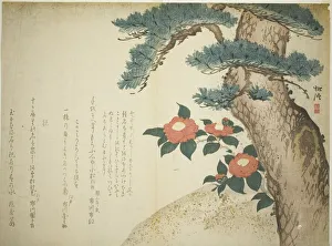 Camellia Prints: A Pine Tree and Camellias, c. 1815. Creator: Niwa Tokei