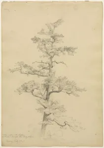 David Johnson Prints: Pine Tree, Conway, New Hampshire (recto)