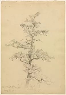 David Johnson Gallery: Pine Tree, Conway, New Hampshire (recto); Landscape and Tree Studies (verso), c. 1851