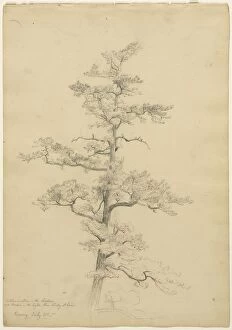 David Johnson Gallery: Pine Tree, Conway, New Hampshire (recto), c. 1851. Creator: David Johnson (American, 1827-1908)