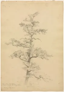 Pine Tree, Conway, New Hampshire (recto); Landscape and Tree Studies (verso), c. 1851