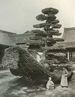 Buddhism Collection: The Pine-Tree Junk at Kinkakuji, 1910. Creator: Herbert Ponting