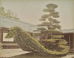 Pines Prints: Pine Tree, Kinkakuji, about 1875-1890s. Creator: Adolfo Farsari
