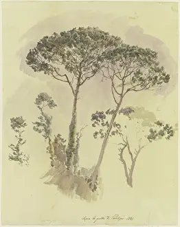 Evergreen Prints: Pine trees above the Grotto of Posilipo, 1841. Creator: Johann Nepomuk Rauch