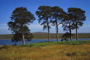 May Day Gallery: Pine Trees at Loch Ashie, 6 miles south of Inverness, Inverness-shire, 20th century