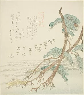 Surimono Collection: Pine Trees, from the series 'Tosa Diary for the Shofudai, Hisakataya, and Bu... early 19th century