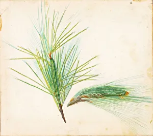 Camouflage Collection: Pine-Tuft Caterpillar... early 20th century. Creator: Gerald H. Thayer