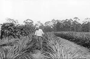 Ananas Sativus Prints: Pineapple farmer and harvesting pineapples