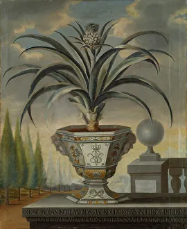 Ananas Sativus Prints: Pineapple plant, 1729. Creator: David von Coln