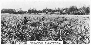 Plantation Worker Gallery: Pineapple plantation, Australia, 1928