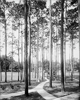 Choice Prints: Pines at the College Arms Hotel, De Land, Fla. c1904. Creator: Unknown