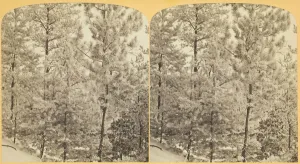 Bennett H H Prints: Among the Pines on a Frosty Morning, 1870 / 89. Creator: Henry Hamilton Bennett