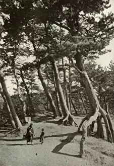 Ponting Collection: The Pines of Shizu-Ura, 1910. Creator: Herbert Ponting