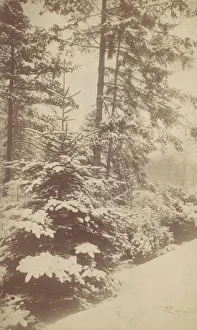 Christmas Tree Prints: Pines in Snow, 1880s-90s. Creator: Unknown
