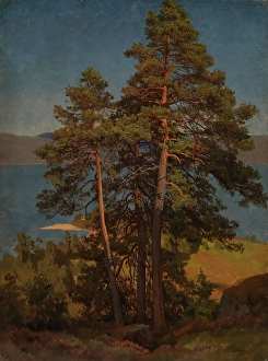 Pines Prints: Pinetrees, probably 1850. Creator: Herman August Cappelen