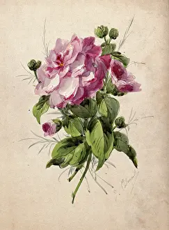 Petal Prints: Pink camellia (Camellia species): flower and leaves, c19th century. Creator: G Calmard